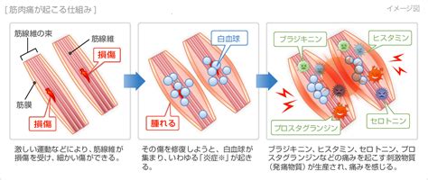 えっち筋肉|体位によって筋肉痛の場所が変わる？ラブタイムで筋力アップ！。